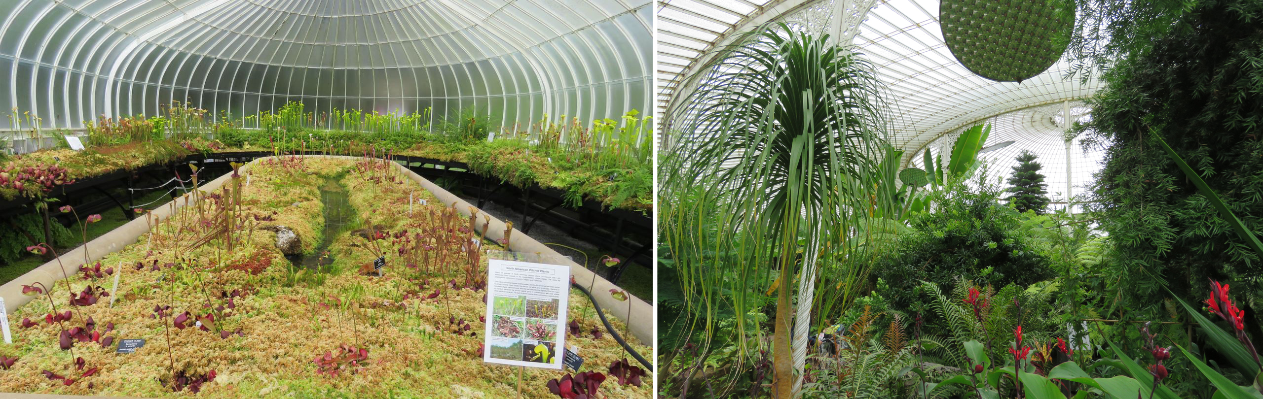 Split image of greenhouse interiors. Left: a display of North American pitcher plants growing in moss beds under a domed glass roof. Right: lush tropical plants and trees, including a tall palm-like plant and red flowers, inside a large ornate glasshouse.